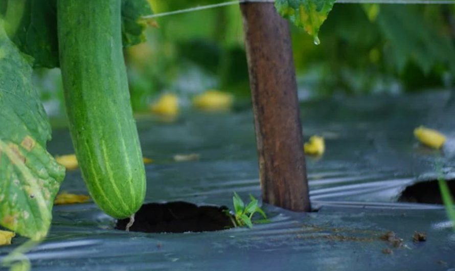 9 Spiritual Meanings of Dreaming of a Cucumber Field