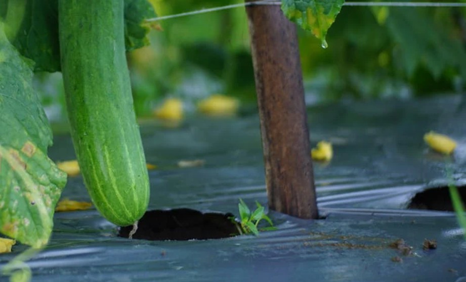 9 Spiritual Meanings of Dreaming of a Cucumber Field