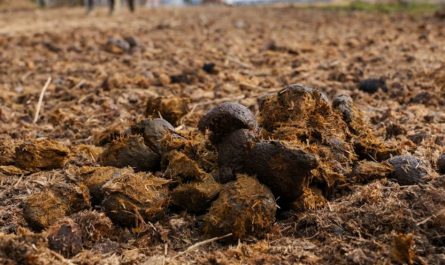 19 Spiritual Meanings of Dreaming about Feces