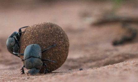 19 Spiritual Meanings of Dreaming About Wiping Off Feces