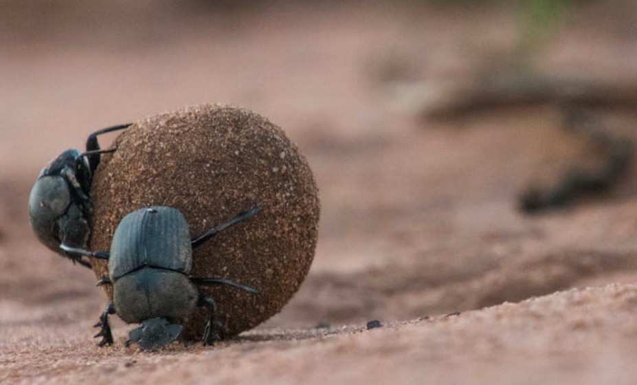 19 Spiritual Meanings of Dreaming About Wiping Off Feces