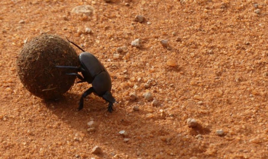 9 Spiritual Meanings of Dreaming of Lots of Feces