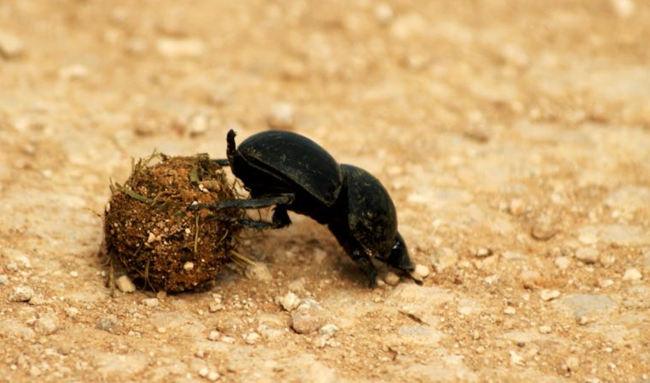 9 Spiritual Meanings of Dreaming of Defecation