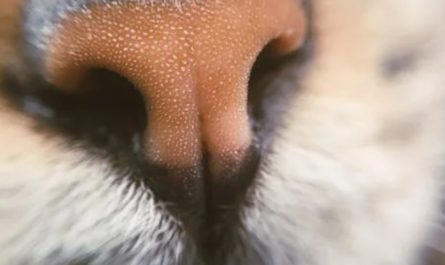 19 Spiritual Meanings of Dreaming about Nose Hair