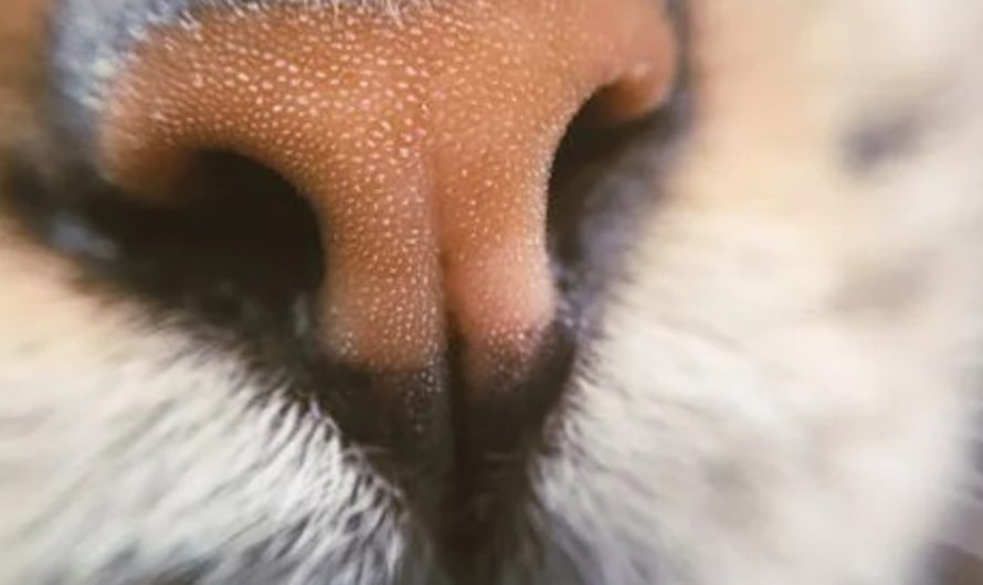 9 Spiritual Meanings of Dreaming about Nose Hair
