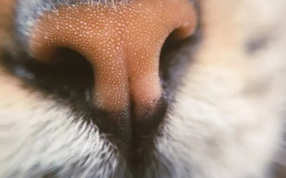19 Spiritual Meanings of Dreaming about Nose Hair