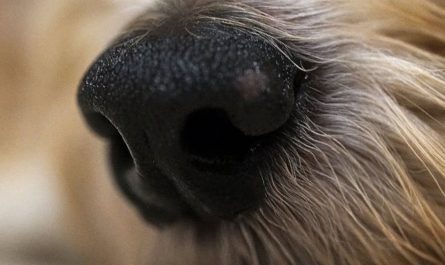10 Spiritual Meanings of Dreaming About Trimming Your Nose Hair