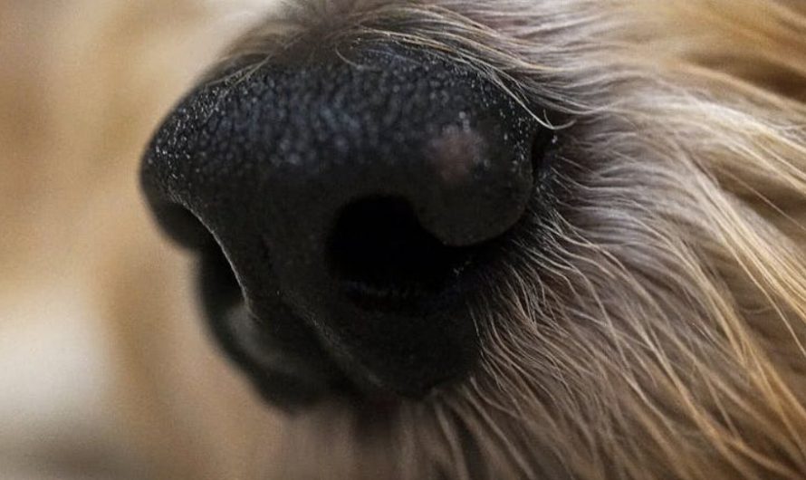 10 Spiritual Meanings of Dreaming About Trimming Your Nose Hair