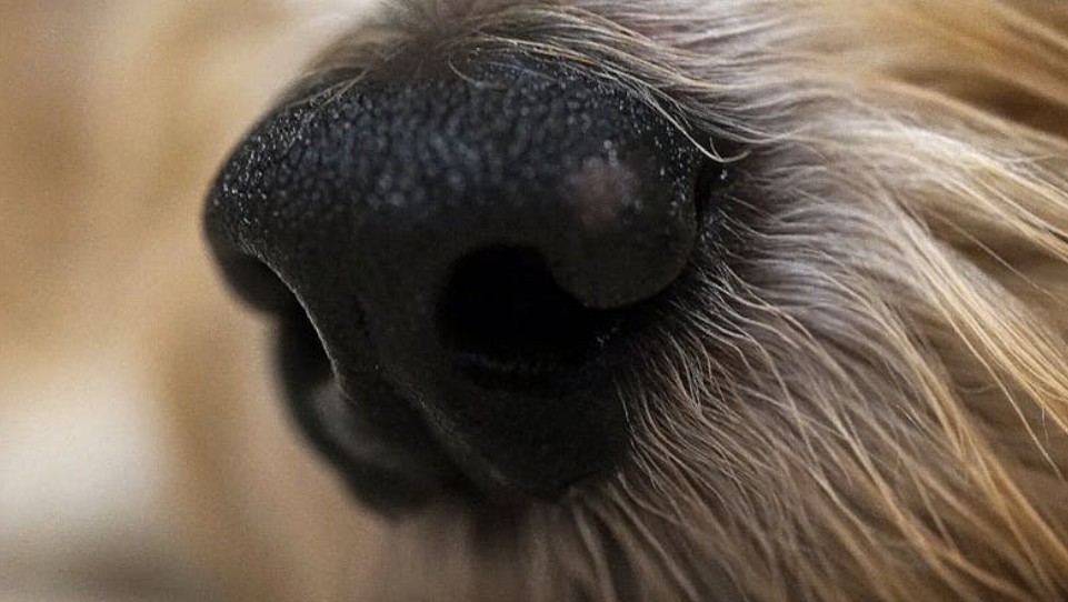 10 Spiritual Meanings of Dreaming About Trimming Your Nose Hair