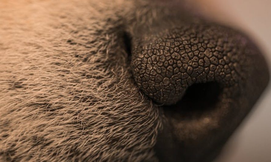 10 Spiritual Meanings of Dreaming of Plucking Nose Hairs