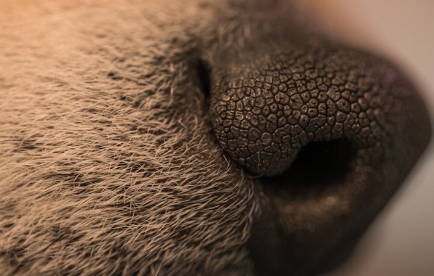 10 Spiritual Meanings of Dreaming of Plucking Nose Hairs