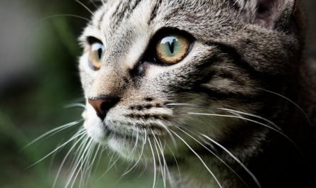 9 Spiritual Meanings of Dreaming About Falling Nose Hairs