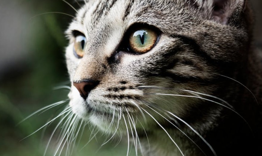 9 Spiritual Meanings of Dreaming About Falling Nose Hairs