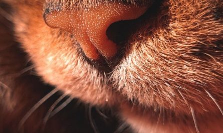 9 Spiritual Meanings of Dreaming of Long Nose Hairs