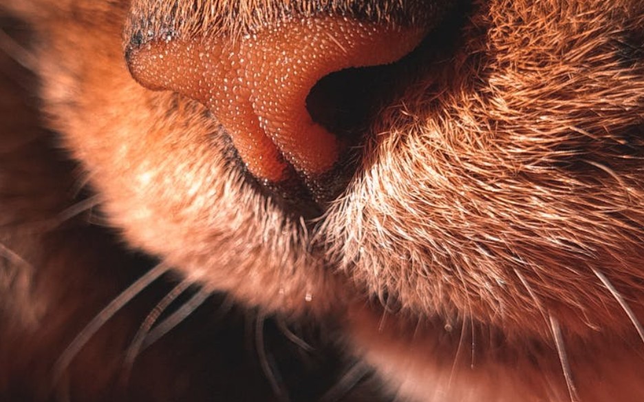 9 Spiritual Meanings of Dreaming of Long Nose Hairs