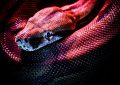 9 Spiritual Meanings of Dreaming of Snakes