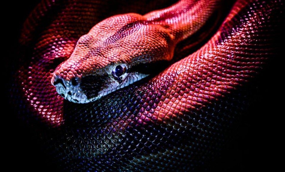 9 Spiritual Meanings of Dreaming of Snakes