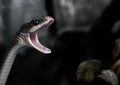 9 Spiritual Meanings of Dreaming of Being Bitten on the Leg by a Snake