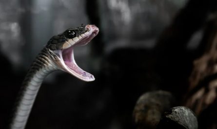 9 Spiritual Meanings of Dreaming of Being Bitten on the Leg by a Snake