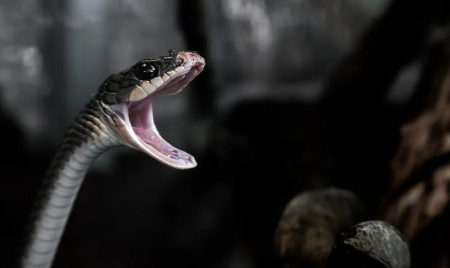9 Spiritual Meanings of Dreaming of Being Bitten on the Leg by a Snake