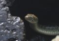 9 Spiritual Meanings of Dreaming of Being Bitten by a Snake