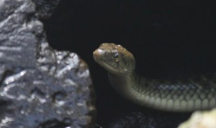 9 Spiritual Meanings of Dreaming of Being Bitten by a Snake