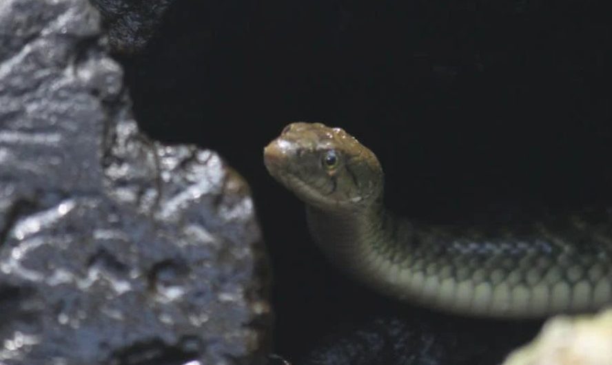 9 Spiritual Meanings of Dreaming of Being Bitten by a Snake