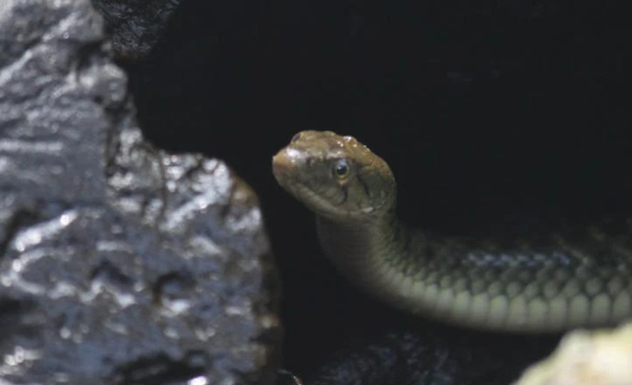 9 Spiritual Meanings of Dreaming of Being Bitten by a Snake