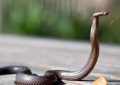 9 Spiritual Meanings of Dreaming of a Snake Biting Your Hand
