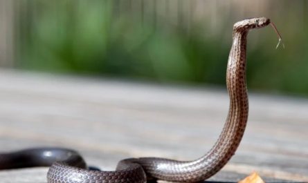 9 Spiritual Meanings of Dreaming of a Snake Biting Your Hand