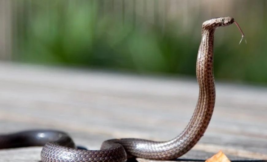 9 Spiritual Meanings of Dreaming of a Snake Biting Your Hand