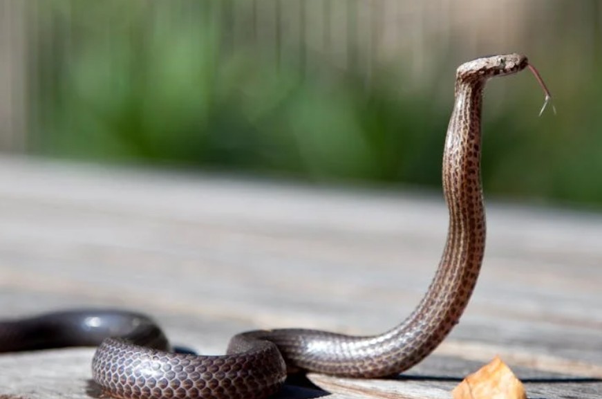 9 Spiritual Meanings of Dreaming of a Snake Biting Your Hand