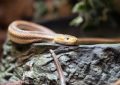 5 Spiritual Meanings of Dreaming of Killing a Venomous Snake