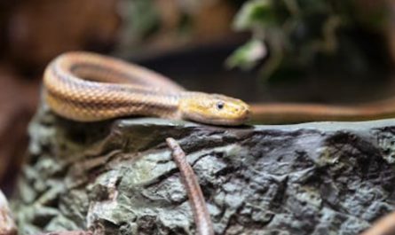 5 Spiritual Meanings of Dreaming of Killing a Venomous Snake