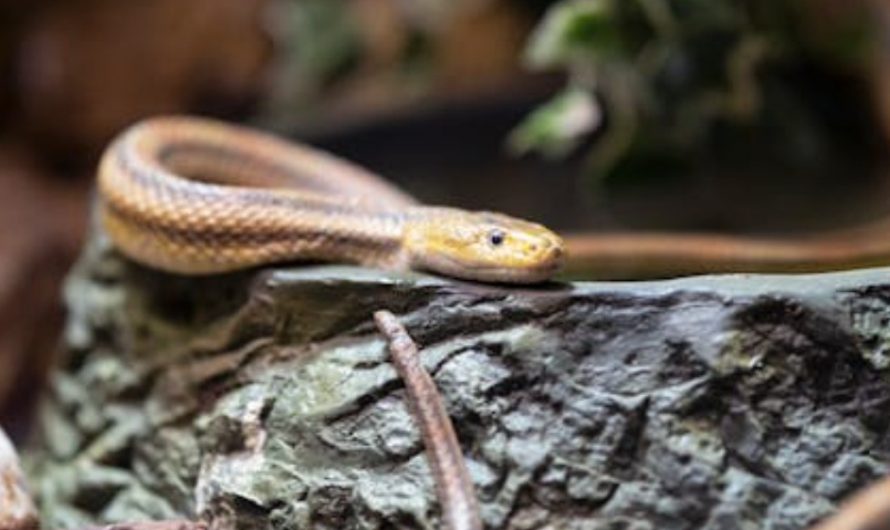 5 Spiritual Meanings of Dreaming of Killing a Venomous Snake