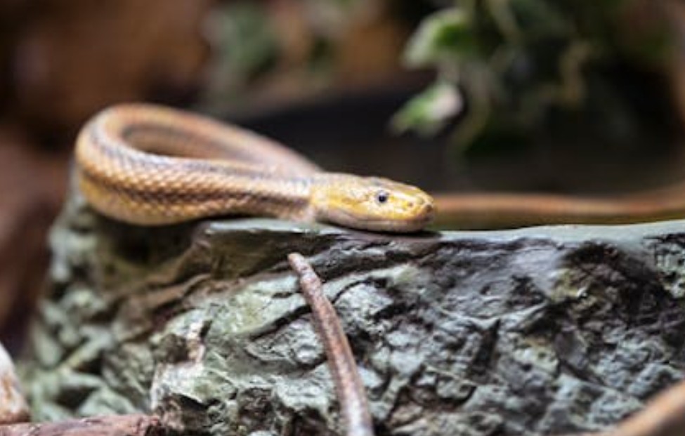 5 Spiritual Meanings of Dreaming of Killing a Venomous Snake