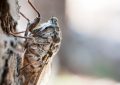 9 Spiritual Meanings of Dreaming of Cicadas