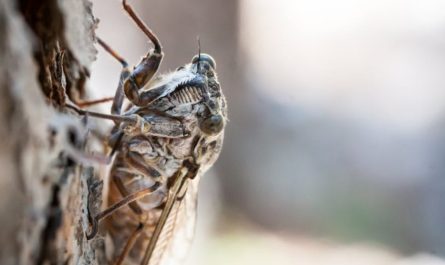 9 Spiritual Meanings of Dreaming of Cicadas
