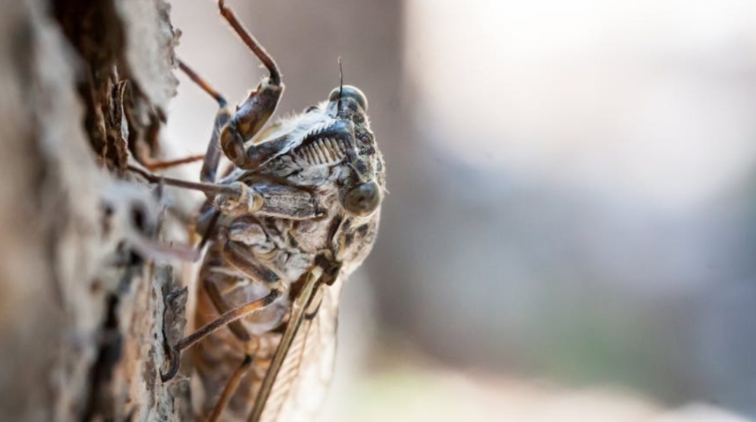 9 Spiritual Meanings of Dreaming of Cicadas