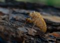 9 Spiritual Meanings of Dreaming of Cicadas