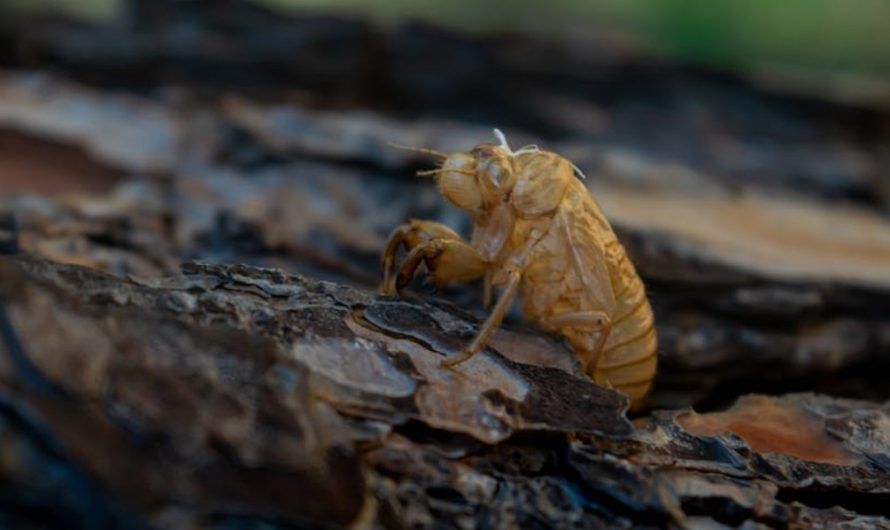9 Spiritual Meanings of Dreaming of Cicadas