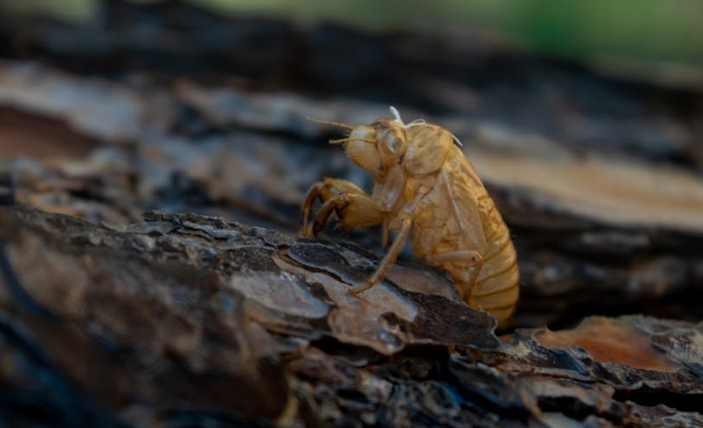 9 Spiritual Meanings of Dreaming of Cicadas