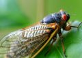 9 Spiritual Meanings of Dreaming of Catching Cicadas