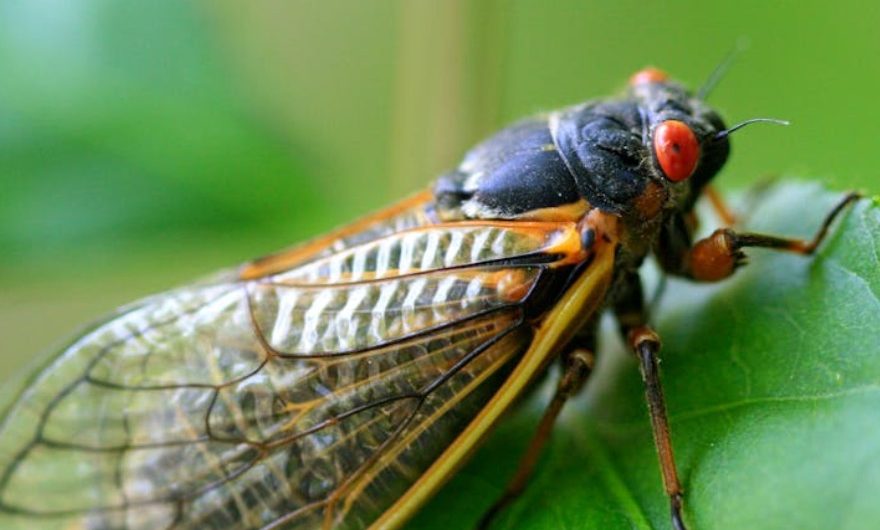 9 Spiritual Meanings of Dreaming of Catching Cicadas