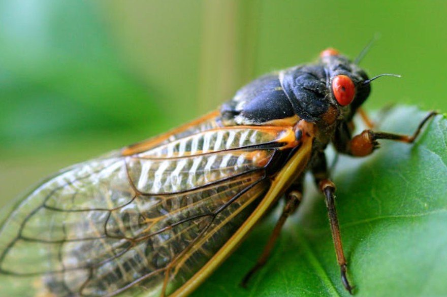 9 Spiritual Meanings of Dreaming of Catching Cicadas