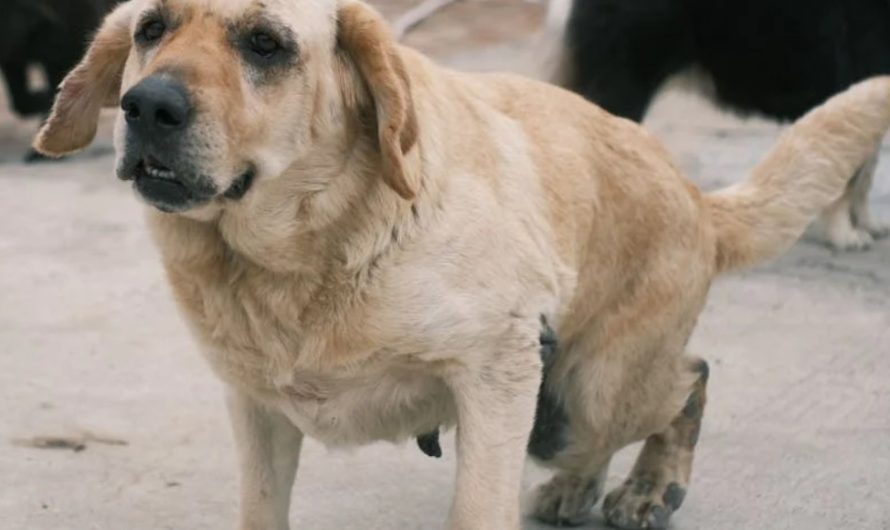9 Spiritual Meanings of Dreaming About a Dog Pooping