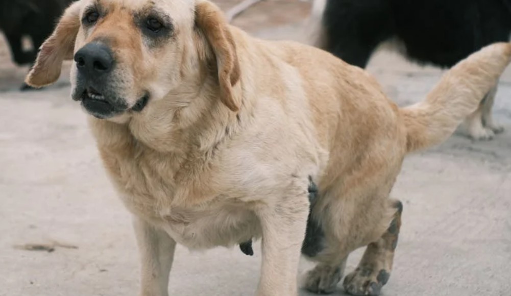 9 Spiritual Meanings of Dreaming About a Dog Pooping