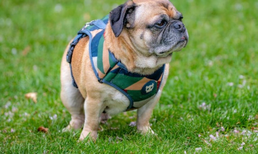 8 Spiritual Meanings of Dreaming of a Dog Stepping in Feces
