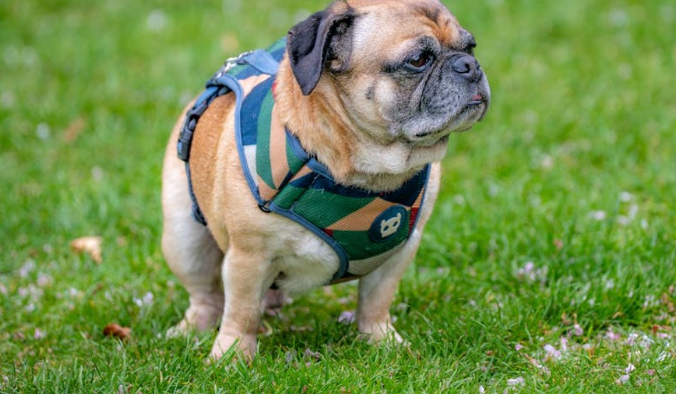 8 Spiritual Meanings of Dreaming of a Dog Stepping in Feces