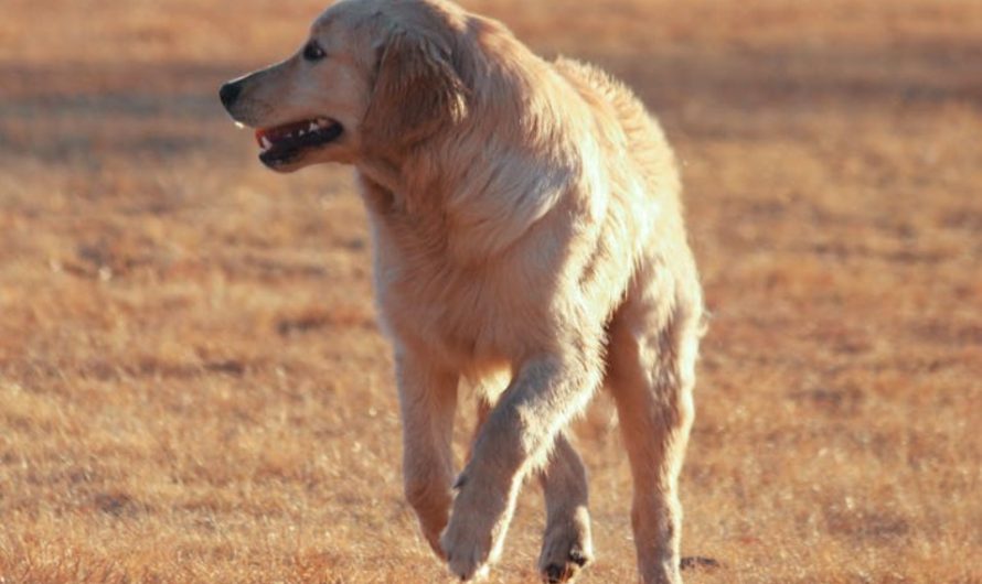 9 Spiritual Meanings of Dreaming of a Dog Attack